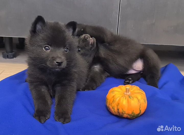 Щенки шипперке