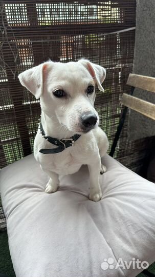 Вязка/случка Джек рассел