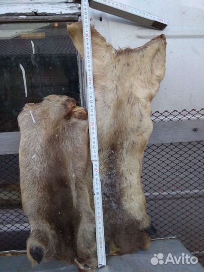 Камус лосиный