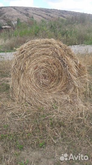 Сено в рулонах 2023