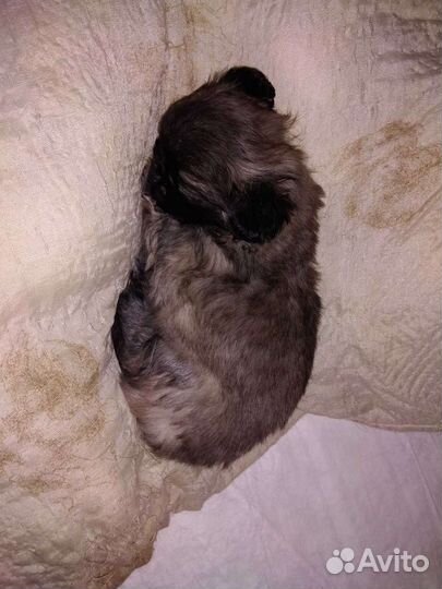 Щенки пекинеса