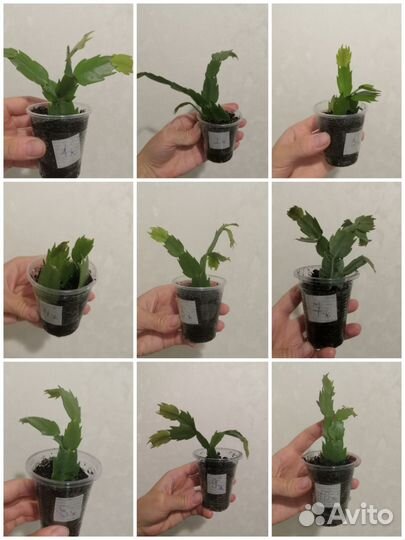 Декабрист бледно желтый