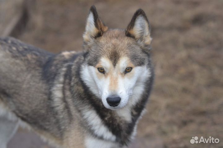 Метис лайки в дар