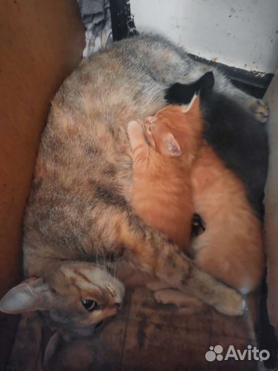 Длинношерстные котята
