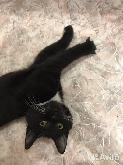 Котёнок в добрые руки