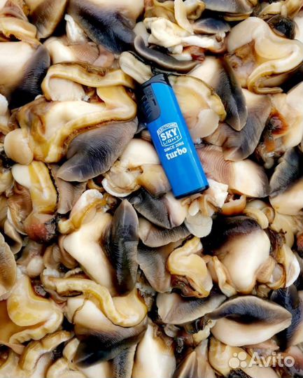 Морской гребешок