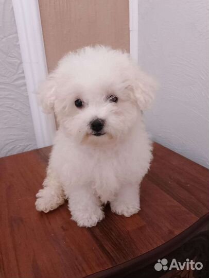 Девочка с выставкой