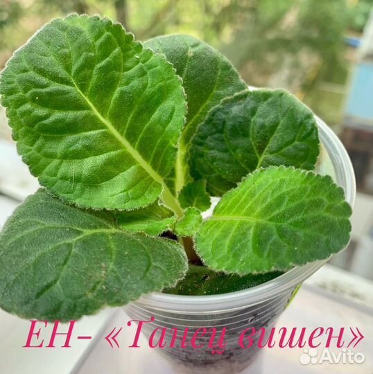 Сортовая глоксиния