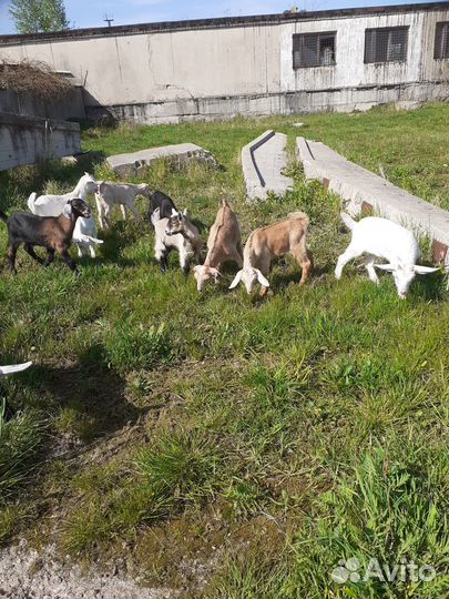Козлята и козочки