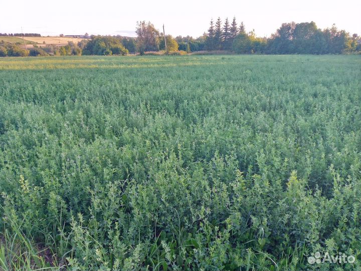 Семена люцерны