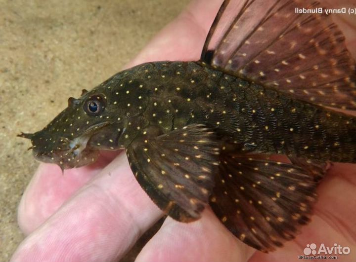 Анцитрус L 513