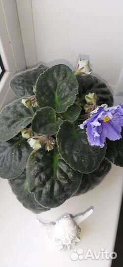 Сортовые фиалки