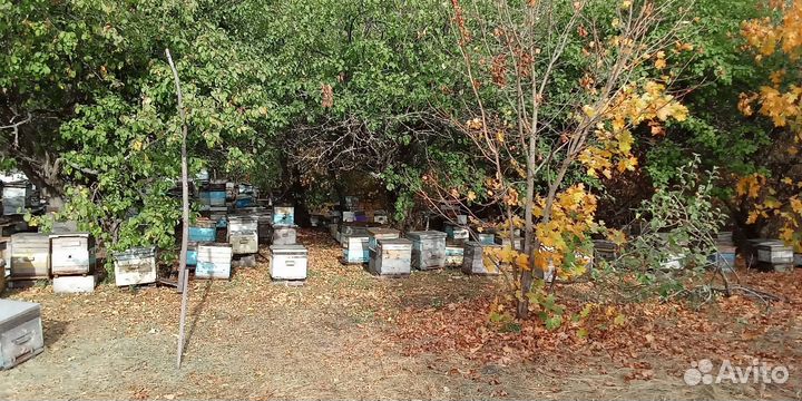 Продам пчелосемьи и отводки