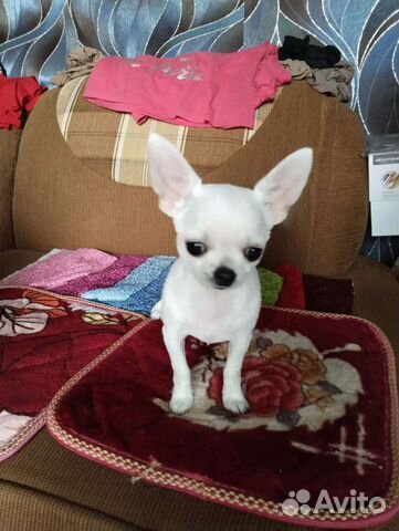 Собаки чихуахуа щенок 4 месяца объявление продам