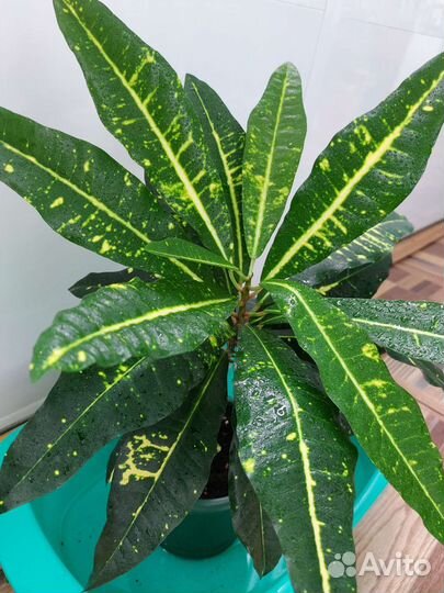 Кротон пестролистный очень красивый