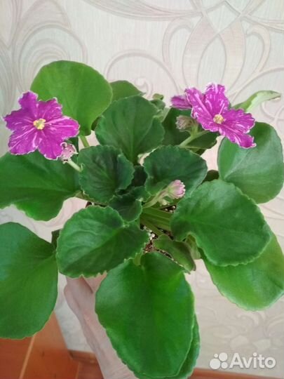 Фиалка сортовая