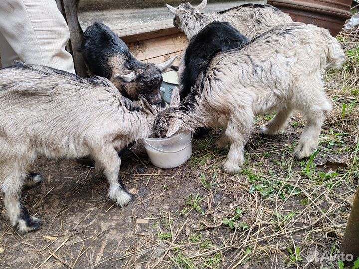 Коза дойная с козлятами