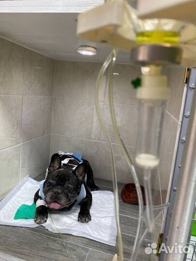 Льготная стерилизация кастрация вакцинация животны