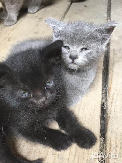 Британские котята