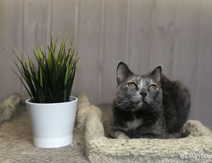 Кошка