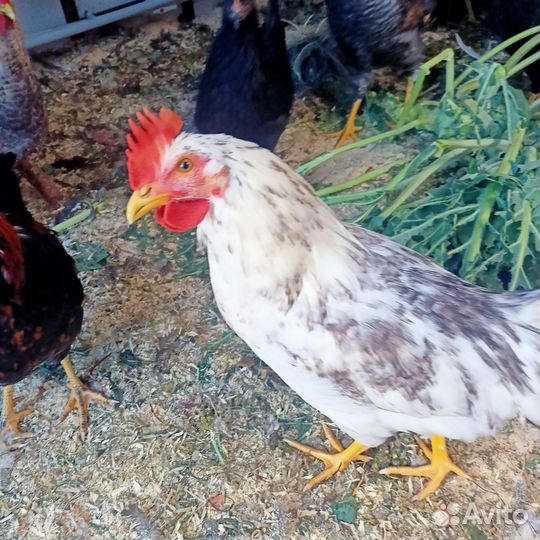 Молодые петухи