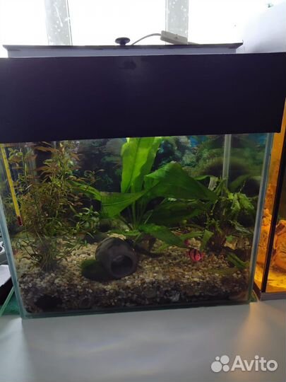 Аквариум