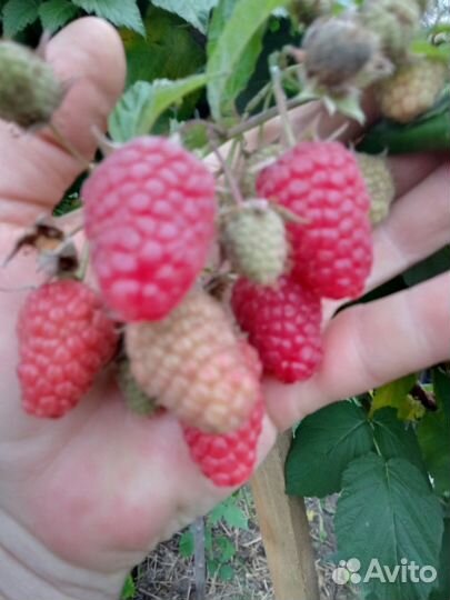 Малина сортовая