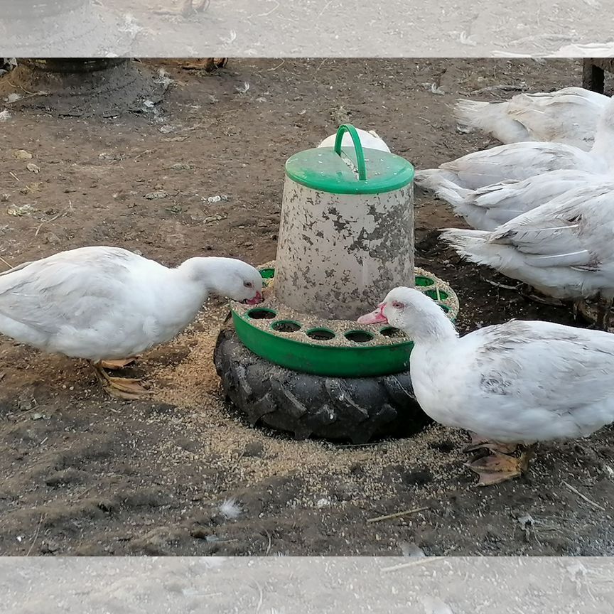 Нағыз секс мультфильм секс