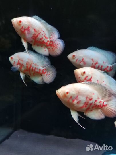 Астронотус альбинос