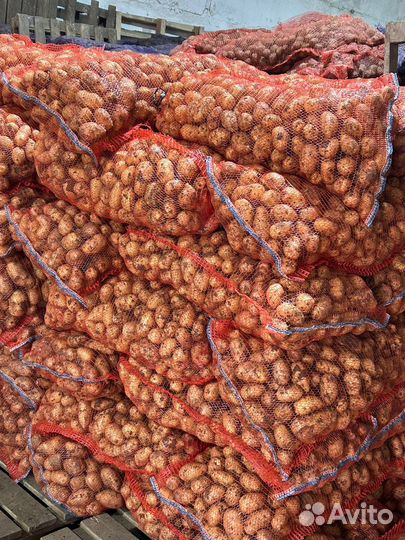 Картофель среднего размера