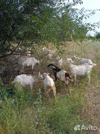 Козлята и козы