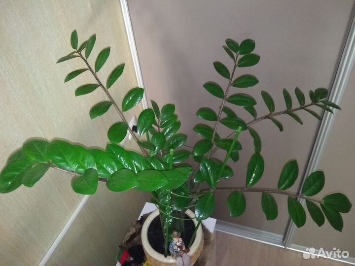 Нолина,фикусы