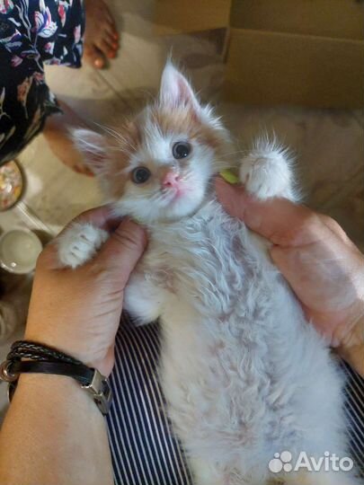 Котенок мальчик