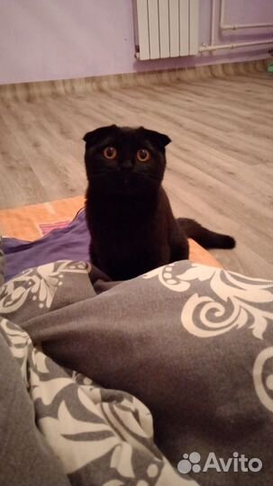 Шотландские вислоухие котята черные