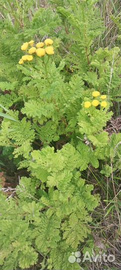 Пижма многолетник