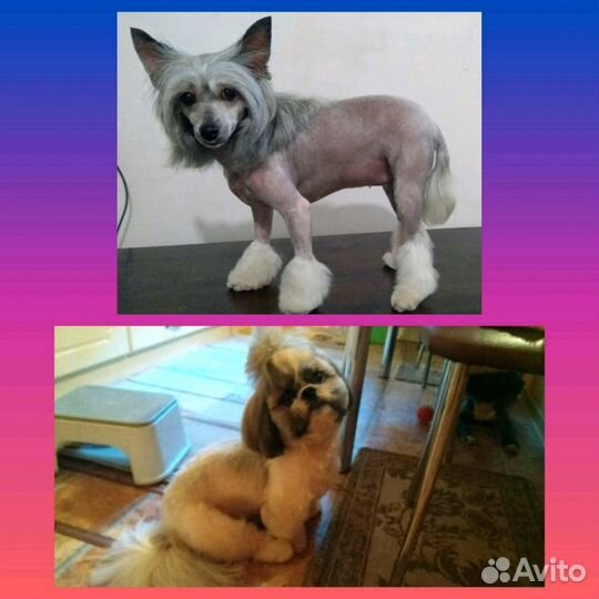 Стрижка собак, кошек, груминг, экспресс линька