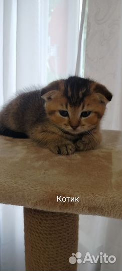 Шотландская