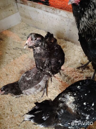 Инкубационное яйцо гергебильской породы кур