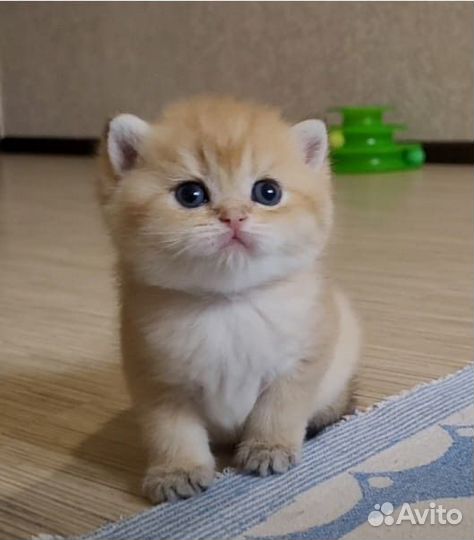 Шикарные золотые бриташки