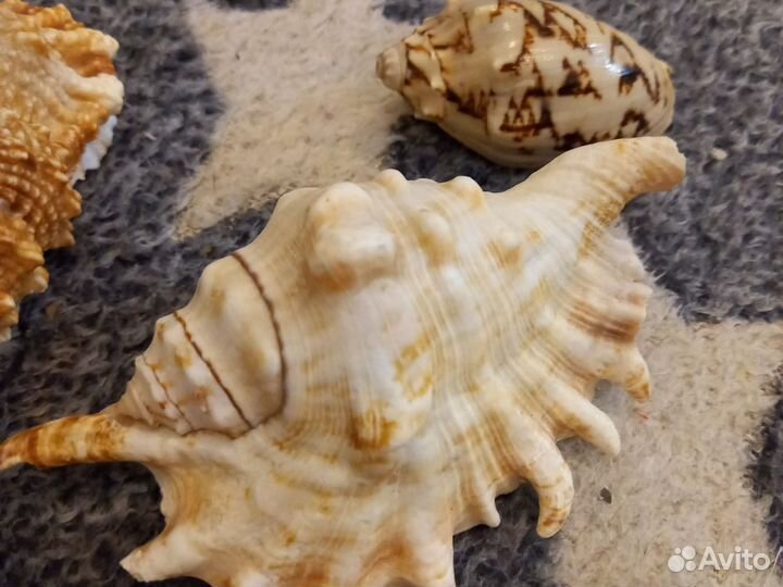 Морские ракушки раковины