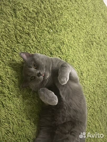 Британский кот
