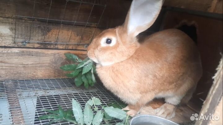 Кролики породы бургундская