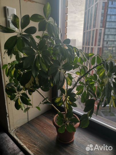 Шефлера цветок в офис