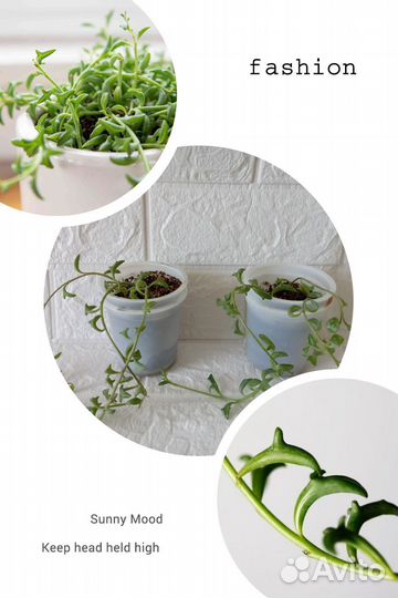 Крестовник дельфин