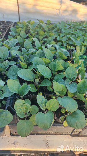 Рассада баклажан