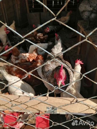 Куриный помет