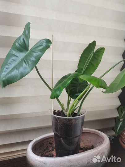 Филодендрон бурле макс