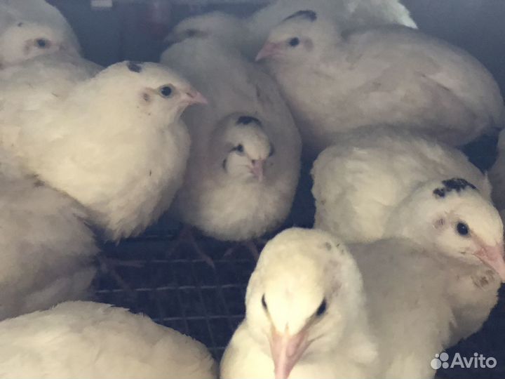 Перепела несушки, мясо, яйца