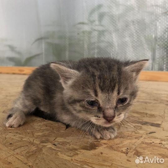 Котята в добрые руки даром