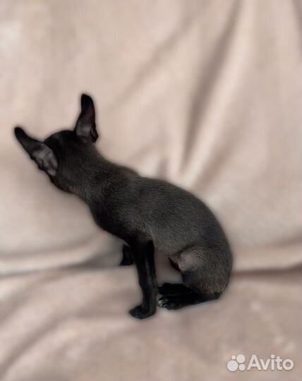 Щенки чихуахуа девочки